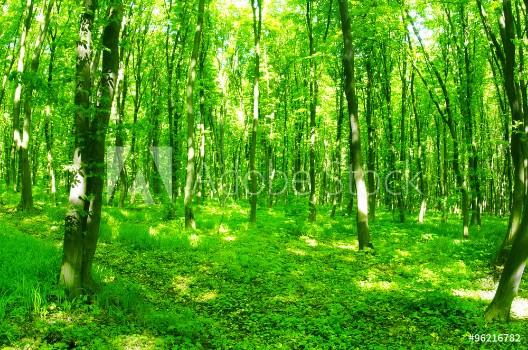 Picture of beautiful green forest